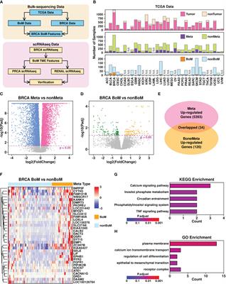 An integrated analysis of bulk and single-cell sequencing data reveals that EMP1+/COL3A1+ fibroblasts contribute to the bone metastasis process in breast, prostate, and renal cancers